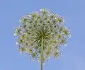Wilde Möhre (von unten) (Daucus carota subsp. carota)