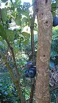 Davidsonspflaume (Davidsonia jerseyana, Davidsonia&nbsp;pruriens)