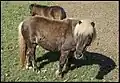 Rappwindfarbenes Shetlandpony