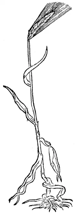 Hordeum Polystichum