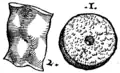 S. 30r