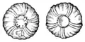 S. 61v