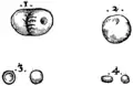 S. 107r, Abb. 2