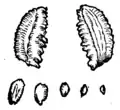 S. 162v, Abb. 1