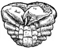 S. 167r