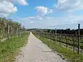 Weinberge am Debeli rtič, Blick nach Südosten
