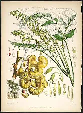 Decaisnea insignis
