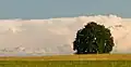 Markante Steinbuche auf dem Degerfeld