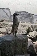 Erdmännchen