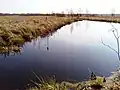Teich im Moor