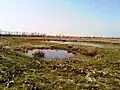 Überblick über das Moor (Nordermoor)
