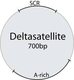 …und von Delta­satellite