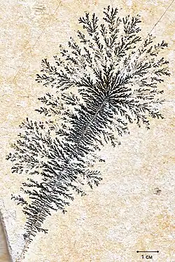 Dendriten aus Manganoxid auf Solnhofener Plattenkalk