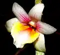 Dendrobium boosii