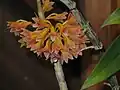 Dendrobium usitae