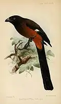 Andamanenbaumelster (D.&nbsp;baylei)