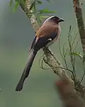 Graubrustbaumelster (D.&nbsp;formosae)
