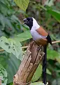 Maskenbaumelster (D.&nbsp;frontalis)