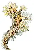 Dendronotus frondosus auf einer Darstellung von Ernst Haekel, 1904