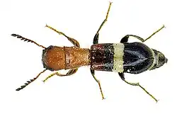 Von oben