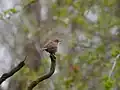 Ein Zaunkönig auf einem Zweig