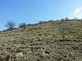 Lösssteppe am Südhang.