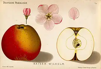 Deutsche Pomologie