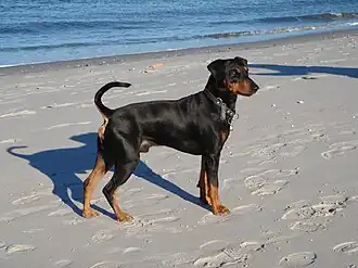 Deutscher Pinscher