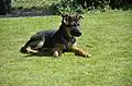 Deutscher-Schäferhund-Welpe (ca. 15 Wochen alt)