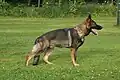 Deutscher Schäferhund