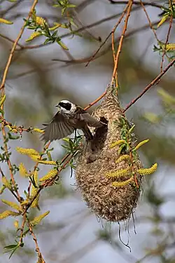 Beutelmeise: verlässt das Nest