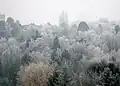 Raureif im Dezember