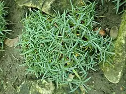 Dianthus moravicus