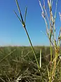 Stielrunder, grasgrüner Stängel mit vom Grund an schmäler werdenden Laubblättern.