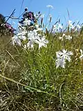 Spät-Nelke (Dianthus serotinus), Beispielfoto