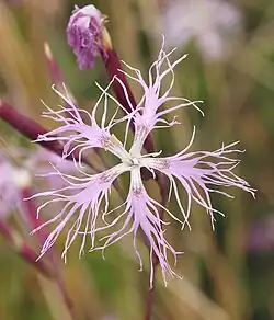 Blüte