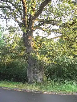 Naturdenkmal „Dicke Eiche“, am Neubaugebiet Am Gewenn Wommelshausen
