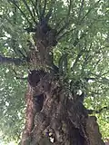Krone der Dicken Linde in Upstedt