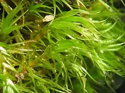 Habitus