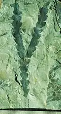 Dicroidium-Blatt, gefunden in der südafrikanischen Karoo-Supergruppe, entspricht auch der antarktischen Beacon Supergroup