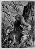 Das Wiesel am Bau aus: Die Gartenlaube (1870)