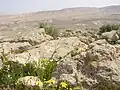 Negev blüht