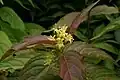 Diervilla sessilifolia