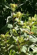 Diervilla × splendens