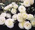 ‘Dietrich Woessner’, Huber, 2000