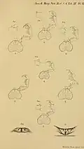Phrynus gervaisii (Figuren 5 & 5a) als Teil der Erstbeschreibung
