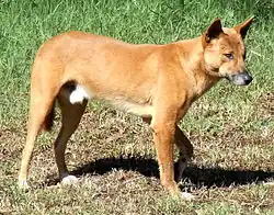 Ein hellbrauner Hund, ein Dingo, von der Seite fotografiert und nach rechts schauend