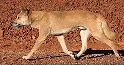 Dingo im schnürenden Trab