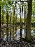 Der Wald im Wildpark ähnelte im April 2024 wieder dem Bruchwald, der dort bis zum Mittelalter gestanden hatte.