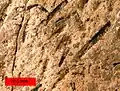 Amplexograptus